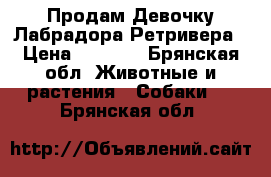 Продам Девочку-Лабрадора Ретривера › Цена ­ 5 000 - Брянская обл. Животные и растения » Собаки   . Брянская обл.